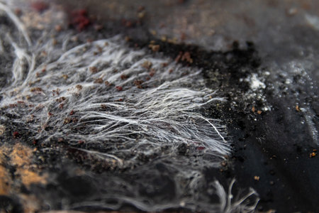 Close-up a vivid and intricate fungal colony growing on a decaying surface. A variety of mold species; white cotton-like mycelium strands to dark, spore-laden patches and rusty orange growths.の写真素材
