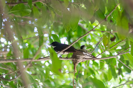 A serene moment capturing a bird perched on a branch amidst vibrant green leaves, showcasing nature&#39;s beauty and tranquility.の写真素材