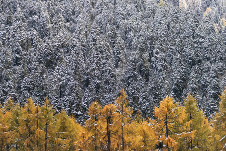 An autumn larch forest with fresh snow creating peaceful contrast and soft mood at Bipenggou, China.の写真素材