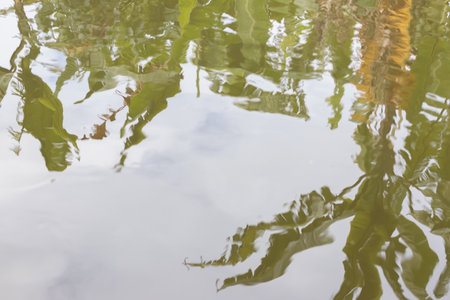 A banana leaf reflection on water with calm ripples and soft natural lightの写真素材
