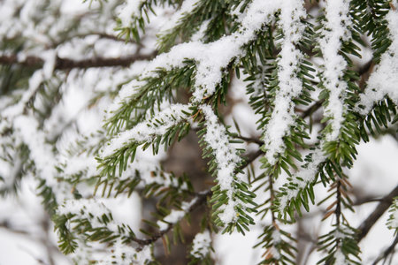 A snow covered evergreen branch with delicate fresh snowflakes creating peaceful winter mood