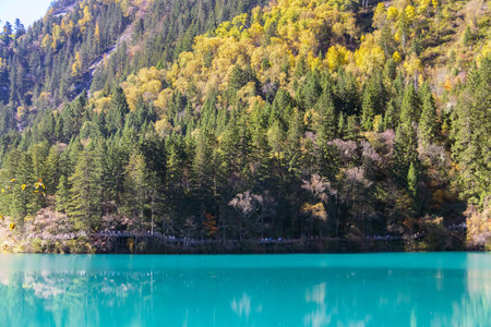 A turquoise lake evergreen forest autumn foliage mountain slope reflection tranquil at Arrow Bamboo Lake, Jiuzhaigou in Sichuan, Chinaの写真素材