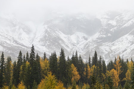 A misty snow capped mountain valley with evergreen and golden larch forest in autumn mood at Mt.Siguniang during autumn-winter.の写真素材