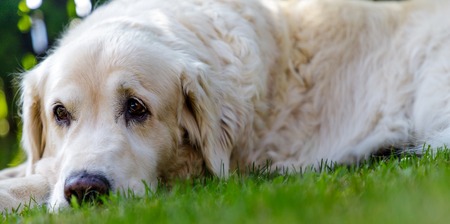 old golden retreiver lying in garden in the green grass. close up