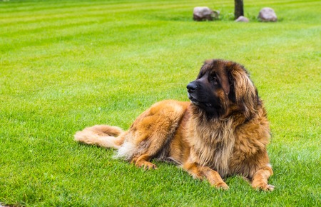 leonberger dog lying in garden in the green grass. close up.の写真素材