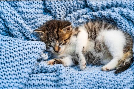 Cute tabby kitten sleeping on blue blanket, with blue eyes wide open looking at the camera. Close up