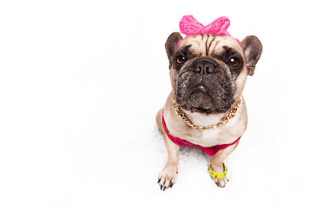 studio photo of french bulldogの写真素材