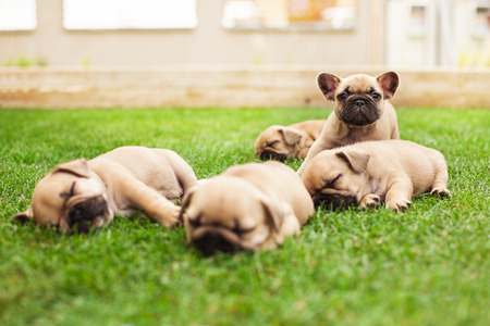 little sleeping French bulldog puppies lying on a beautiful green grassの写真素材
