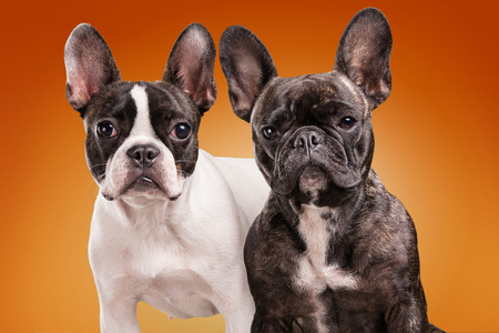 French bulldogs isolated over orange background, retouchedの写真素材