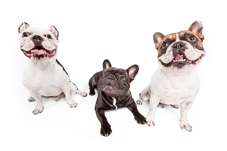 French bulldogs isolated over white background, retouchedの写真素材
