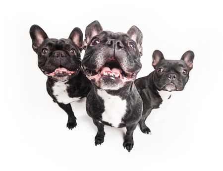 French bulldogs isolated over white background, retouchedの写真素材