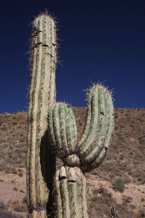 Cactusの写真素材