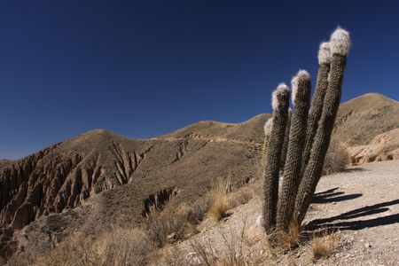 Cactus on the topの写真素材