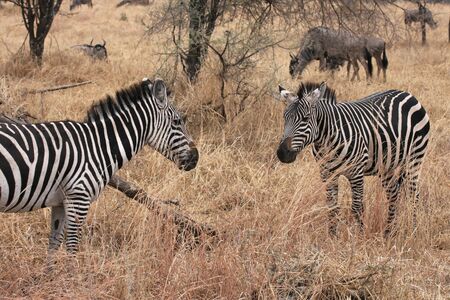 Zebras in Tarangire National Parkの写真素材