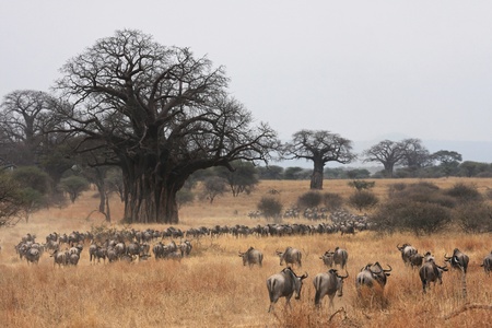 Wildebeest Migration and Baobabsの写真素材