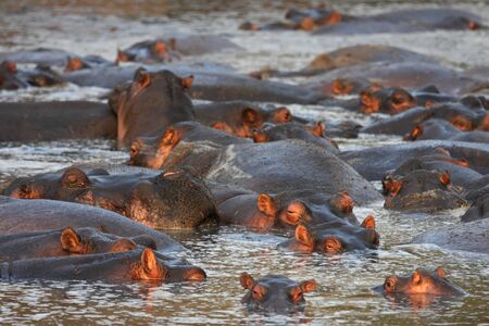 Hippopotamusの写真素材