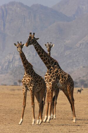 Three Giraffesの写真素材