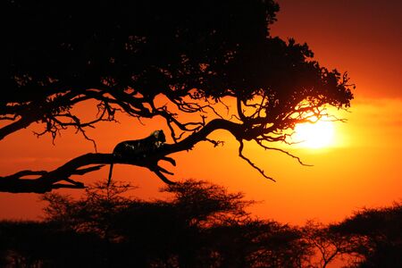 Leopard in sunsetの写真素材