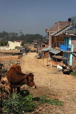 Cow in the pathの写真素材