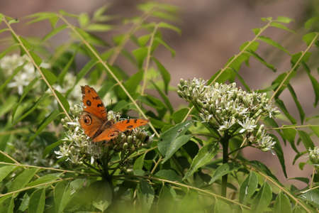 Butterflyの写真素材