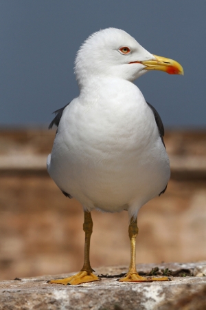 Seagull on harborの写真素材