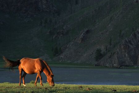 Horse in sunsetの写真素材