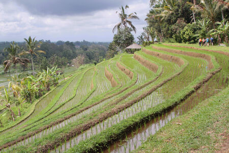 Jatiluwih ricefields, in Baliの写真素材