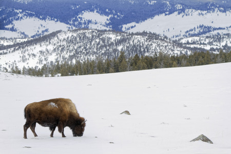 Bison in Winter landscape, Yellowstone National Park