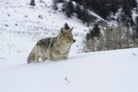 Coyote in Winter landscape, Yellowstone National Park