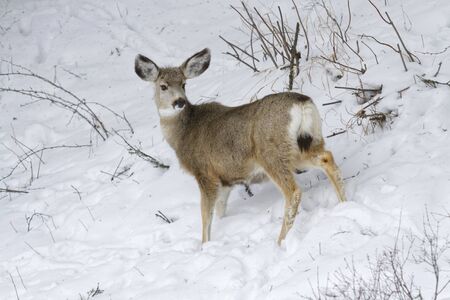 Mule deer in snowy meadows of Yellowstone National Parkの写真素材