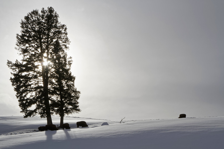 Bisons and tree at backlight, Yellowstone National Parkの写真素材