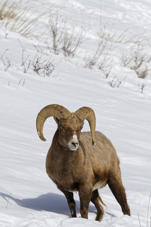 Bighorn sheep in the snow, Yellowstone National Parkの写真素材