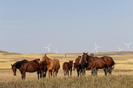 Horses in a landscape of plains in North Dakotaの写真素材