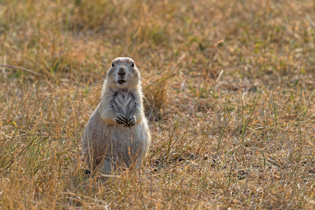 Prairie Dog in Custer state park