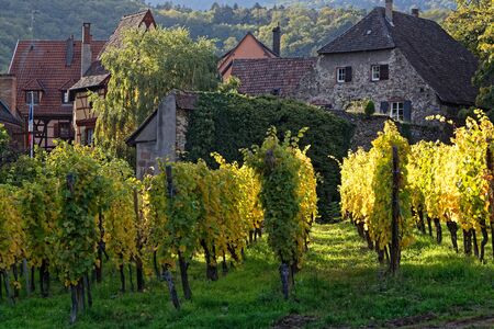 Vineyards around the village of Kaysersberg. Kaysersberg is one of the finest wine-growing areas in Alsace.の写真素材