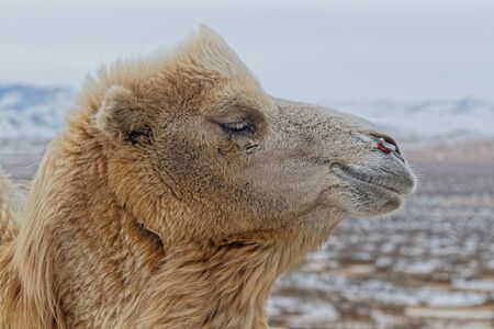Bactrain camels in the snow of desert, Mongolia
