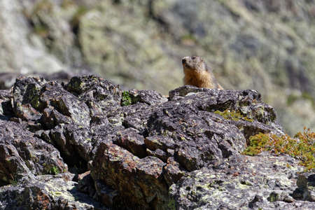 A gounghog on the rocks of Chamrousseの写真素材