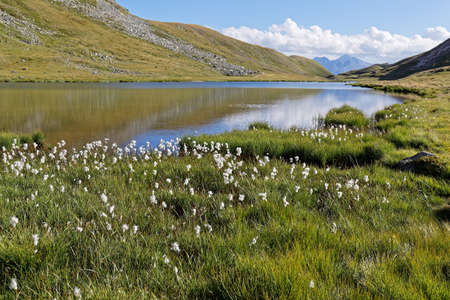 White flowers and a mountain lake of Vanoiseの写真素材