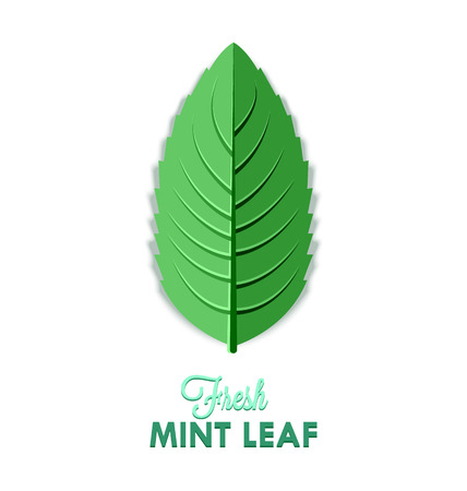 Fresh mint leaf isolated on white backgroundのイラスト素材