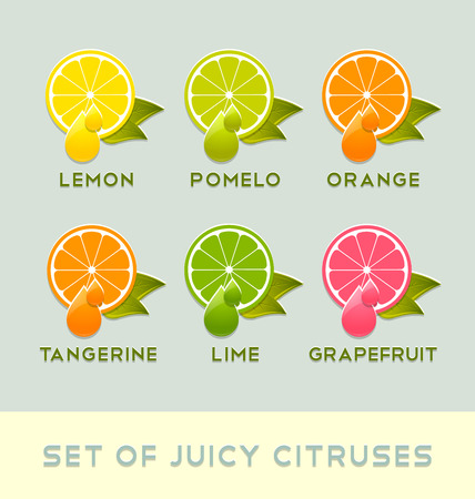 Set of juicy citruses placed on pale backgroundのイラスト素材
