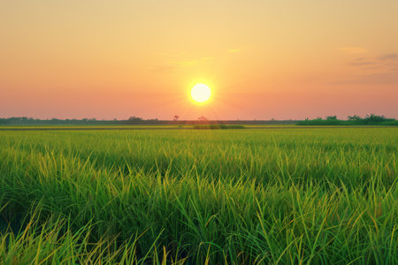 A picturesque sunset over a lush green paddy field The warm hues of the sky create a serene and peaceful atmosphere, highlighting the beauty of nature Perfect for travel, agriculture, or environmental themes AI Generativeの素材