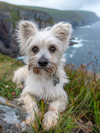 A captivating image showcasing a precious small dog standing regally on a windswept cliffside, its fluffy fur billowing gently in the breeze The majestic ocean serves as a backdrop, adding an ethereal touch to the scene The dog&#39;s adorable expression and the idyllic setting create a captivating and heartwarming image suitable for a variety of applications AI Generativeの素材