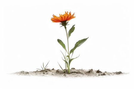 A solitary orange blossom bursts forth from a barren landscape, a vibrant testament to resilience and beauty  Against a stark white backdrop, the flower&#39;s delicate petals stand out, symbolizing life&#39;s ability to thrive even in the most challenging circumstances  A captivating image for nature lovers and those seeking inspiration AI Generativeの素材