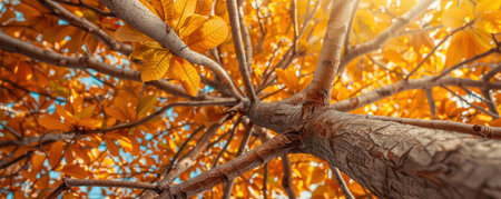 A breathtaking panorama of autumnal beauty Intricate branches, reaching skyward, are ablaze with vibrant golden leaves The wide-angle view captures the intricate detail of nature&#39;s vibrant tapestry in full glory A stunning display of autumn&#39;s splendor AI Generativeの素材
