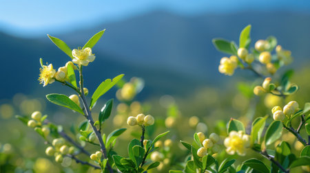 A vibrant tapestry of yellow blossoms bursts forth from verdant shrubs, their delicate petals reaching towards the sun The mountainous backdrop, bathed in clear blue sky, provides a serene and majestic setting This close-up captures the essence of spring&#39;s arrival, celebrating nature&#39;s beauty in full bloom AI Generativeの素材