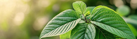 This vibrant green leaf represents the future of clean energy Symbolizing hydrogen fuel production and biofuel technology, it embodies a sustainable revolution powered by nature Embrace plant-based solutions and renewable energy innovations for a greener tomorrow Witness a sustainable planet emerging, fueled by clean energy and paving the way for AI Generativeの素材