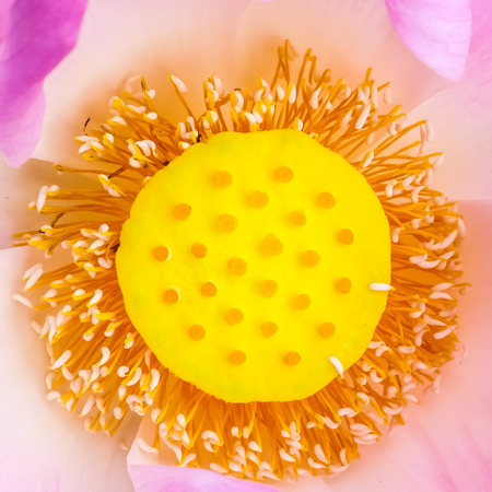 The pollen of big pink water lilyの写真素材