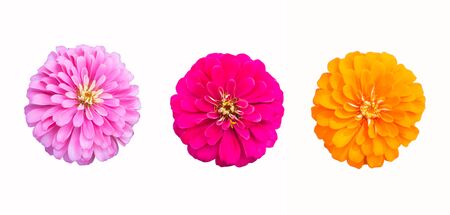 Set of zinnia flowers isolated on whiteの写真素材