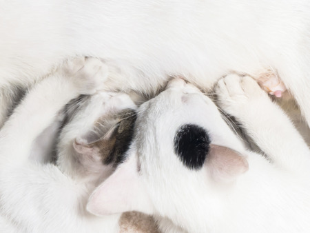 White cat nursing her two kittensの写真素材