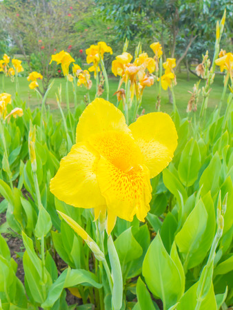 beautiful yellow Canna flower in the parkの写真素材
